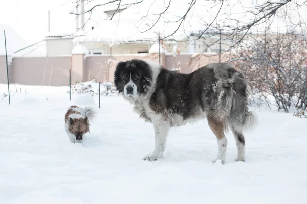 大人の白人シェパード犬は雪で冬の寒い日に外です 冬時間でコーカサス地方の牧羊犬 — ストック写真