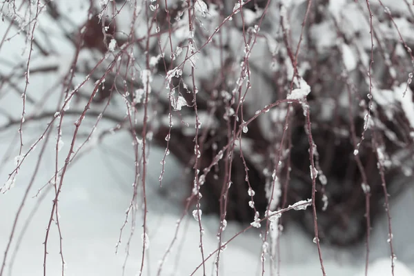 Neve Nos Galhos Das Árvores Inverno Vista Árvores Cobertas Neve — Fotografia de Stock