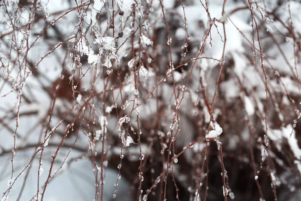 木の枝に雪 雪に覆われた木々の冬景色 雪の下の枝の重症度 自然の中での降雪 — ストック写真