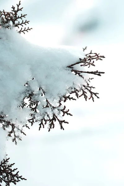 Puszysty Choinki Pod Śniegiem Jodły Pokryte Śniegiem Absrtackt Puste Puste — Zdjęcie stockowe