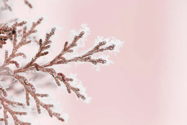 Fluffy Christmas Trees Snow Fir Tree Covered Snow Absrtackt Empty — ストック写真