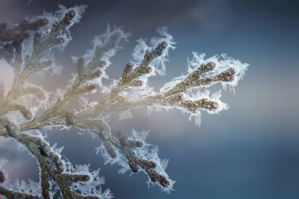 Fluffy Christmas Trees Snow Fir Tree Covered Snow Absrtackt Empty — ストック写真