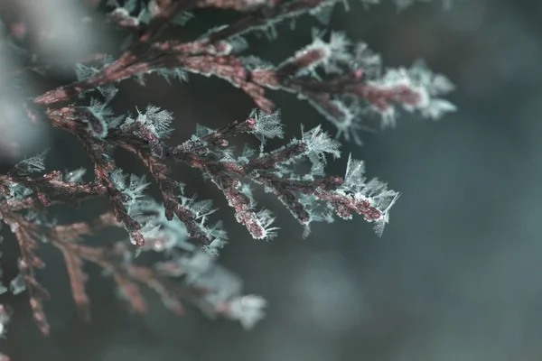 Árvores Natal Fofas Sob Neve Árvore Abeto Coberto Com Neve — Fotografia de Stock