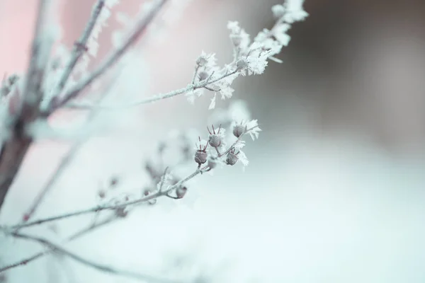 Сніг Гілках Дерев Зимовий Вид Дерева Вкриті Снігом Тяжкість Гілок — стокове фото