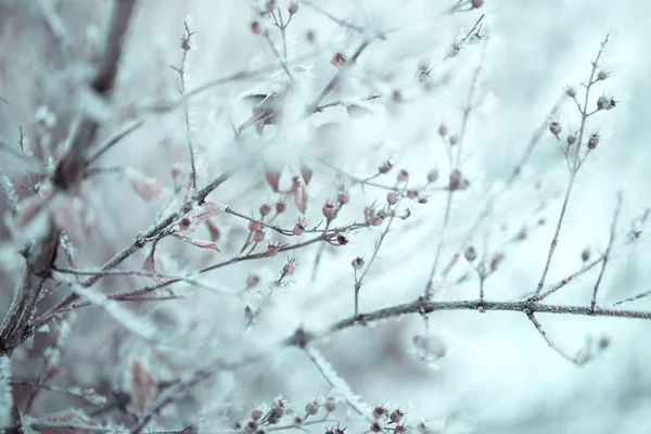 Neve Nos Galhos Das Árvores Inverno Vista Árvores Cobertas Neve — Fotografia de Stock