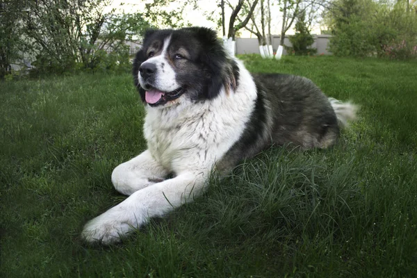 成年的高加索牧羊犬 毛茸茸的高加索牧羊犬躺在地上 成人高加索牧羊犬在院子里 — 图库照片