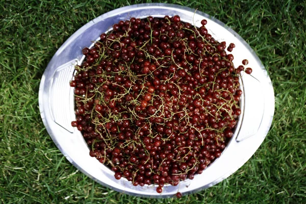Rote Johannisbeere Auf Teller Grünes Gras Als Hintergrund Reife Saftige — Stockfoto