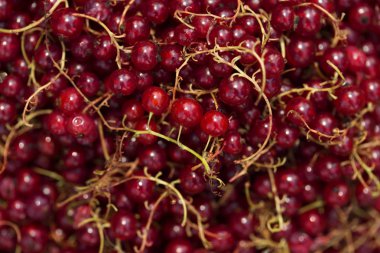 Olgun kırmızı kuş üzümü. Kırmızı meyveler. Üstten görünüm. Arka plan çilek.