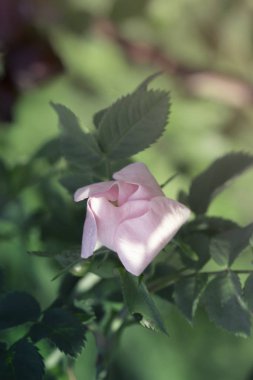 Gül çiçek portre. Bahar çiçek pembe gül. Pembe Gül bahar çiçek closeup. Bahar çiçek arka plan