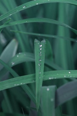 Taze yeşil çimen çiy ile yakın kadar bırakır. Yeşil çim arka plan. Sabah yaprak üzerinde çiy damlasını. Doğa arka plan.