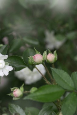 Gül çiçek portre. Bahar çiçek pembe gül. Pembe Gül bahar çiçek closeup. Bahar çiçek arka plan