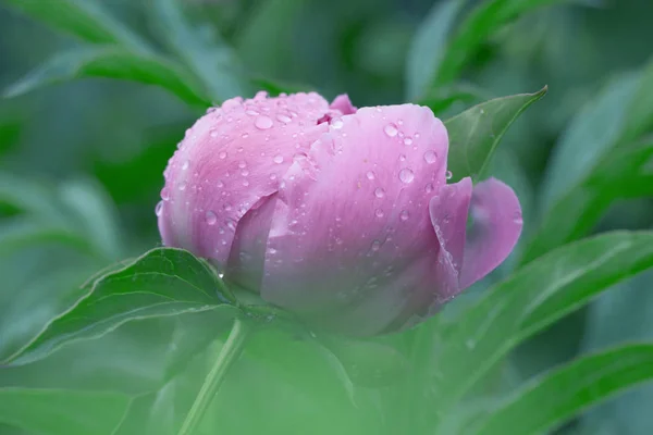 Květinové Přírodní Pozadí Růžové Vlhké Pivoňkové Květy Okvětních Lístků Kapkami — Stock fotografie