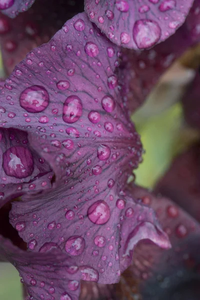 Regentropfen Auf Einem Irisblatt Hell Blühende Iris Nach Regentropfen Von — Stockfoto