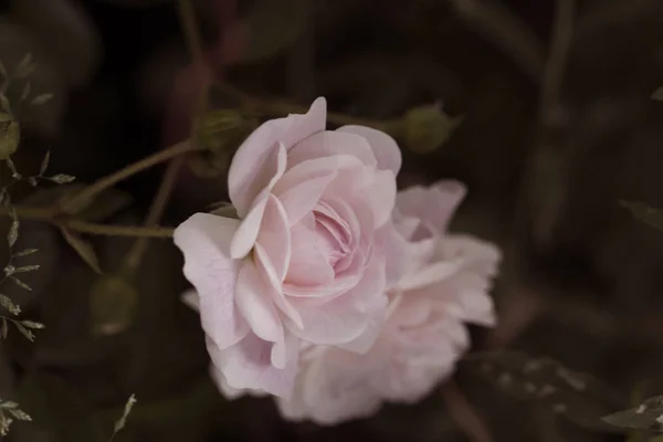 玫瑰花朵特写 春天的花朵的粉红玫瑰 特写镜头的粉红色玫瑰春天的花朵 春天的花背景 — 图库照片