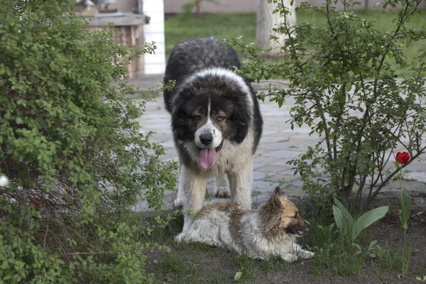 大人の白人シェパード犬 庭でふわふわのコーカサス シェパード ドッグ — ストック写真