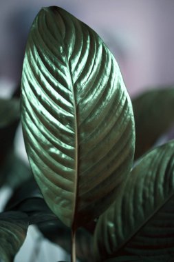 Yaprak yeşil arka plan. Koyu yeşil yaprakları. Yaprak yeşil arka plan. Koyu yeşil yaprakları