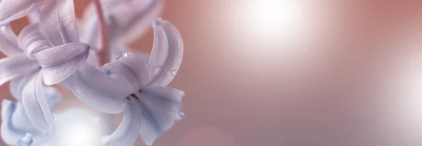 Açık mor-beyaz renkli çiçek. Çiçekler beyaz-mavi-mor sümbül yakın çekim. Kartpostal için çiçek kolaj. Doğa.