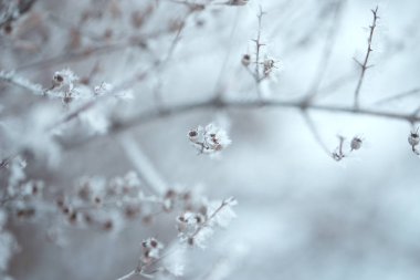 Ağaç dallarında kar. Karla kaplı ağaçların kış manzarası. Karların altındaki dalların şiddeti. Doğada kar yağışı.