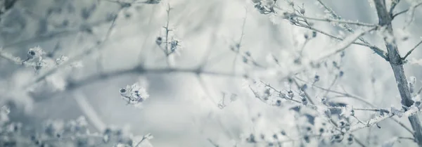 Śnieg Gałęziach Drzew Zimowy Widok Drzew Pokrytych Śniegiem Surowość Gałęzi — Zdjęcie stockowe