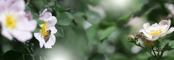 Frühling Sommer Rosenblüte Und Biene Biene Auf Einer Blume Honigbiene — Stockfoto