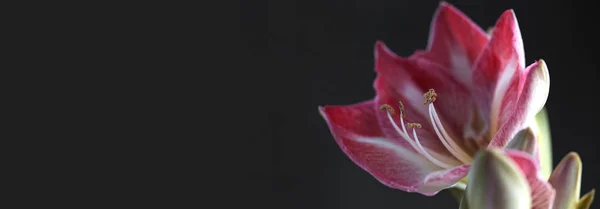 Frühling Hintergrund Mit Amaryllis Blumen Amaryllisblüte Amaryllisblüte Pfau Duftend — Stockfoto