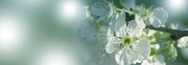 Ágak Tree Cherry Tavaszi Virágok Virágzó Ága Közelről Tavaszi Kert — Stock Fotó