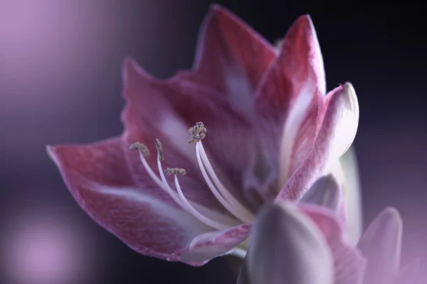 春天背景与花 金银花花 金银花孔雀 — 图库照片