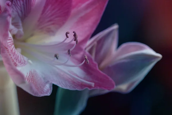 Frühling Hintergrund Mit Amaryllis Blumen Amaryllisblüte Amaryllisblüte Pfau Duftend — Stockfoto