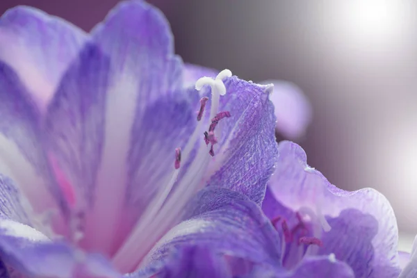 Achtergrond Met Amaryllis Bloemen Het Voorjaar Amaryllis Flower Amaryllis Blossom — Stockfoto