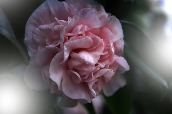 背景粉红色的花 粉红花茶花日本 谢菲尔德粉红 粉红色的山茶花美丽的粉红色的花与盛开的花园 — 图库照片