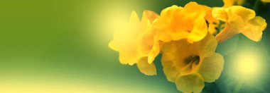 Sarı yaşlı, Trumpetbush, Trumpetflower, sarı trompet-çiçek,