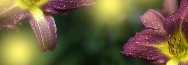 O lírio real floresceu no jardim . — Fotografia de Stock