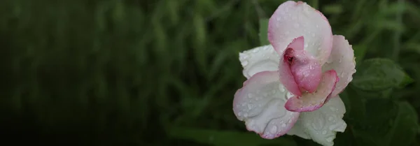 Zartrosa Rose im Garten. stieg mit Wassertropfen. — Stockfoto