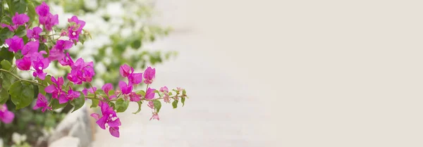 güzel çiçek border.flower tasarım.