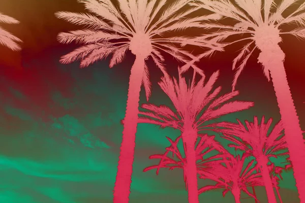 Ilustracja cyfrowa koronach drzew palmowych. Egzotyczny krajobraz PICT — Zdjęcie stockowe