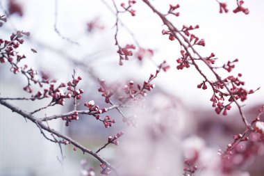 ağaç dal dal ağaç tomurcukları ile kayısı çiçek tomurcuk. 
