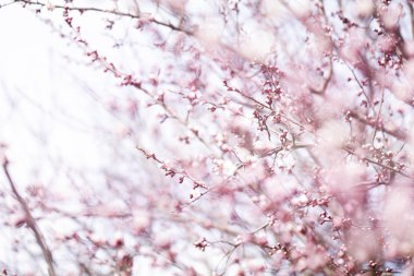 ağaç dal dal ağaç tomurcukları ile kayısı çiçek tomurcuk. 