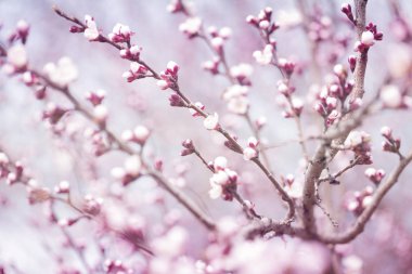 ağaç dal dal ağaç tomurcukları ile kayısı çiçek tomurcuk. 