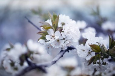Baharda arkaplan için kiraz çiçeği ya da metin için kopyalama alanı