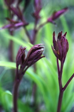 Şakayık bitkisinde yeni bahar büyümesi. Pe erken bahar sürgünler