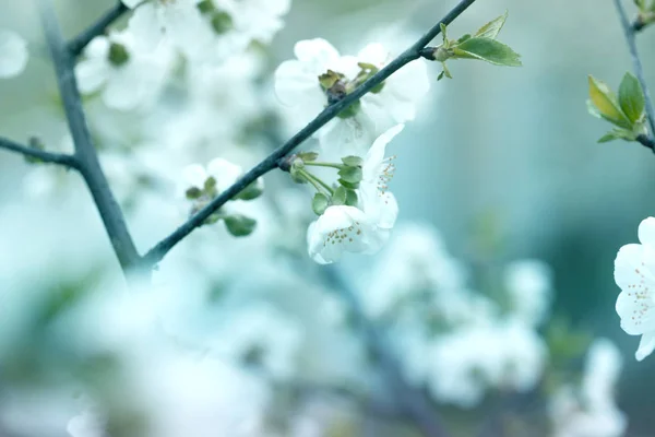 Cseresznyevirág tavasszal háttér vagy másolás helyet szöveg — Stock Fotó