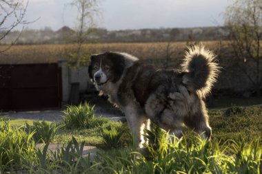 .Yetişkin Kafkas çoban köpeği. Kabarık Kafkas çoban köpeği t
