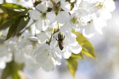 bir ağaç üzerinde beyaz bir çiçek arıya. 