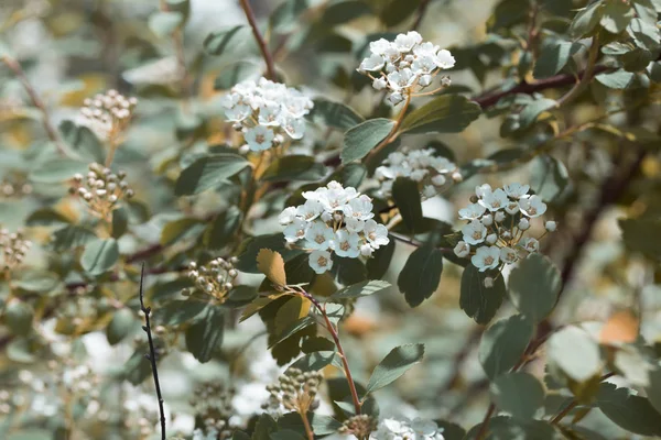 Bloeiende Spirea of Meadowsweet. Takken met witte bloemen. C — Stockfoto