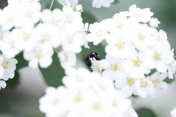 Red ladybug sitting on white blossoming at spring — Stock Photo, Image