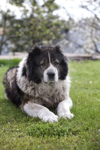 Fluffy caucásico pastor perro es acostado en un verde hierba —  Fotos de Stock
