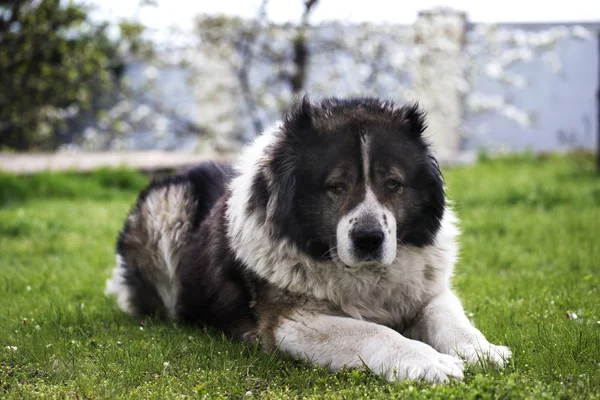 Fluffy Caucasian shepherd dog is lying on a green grass — Stock Photo, Image