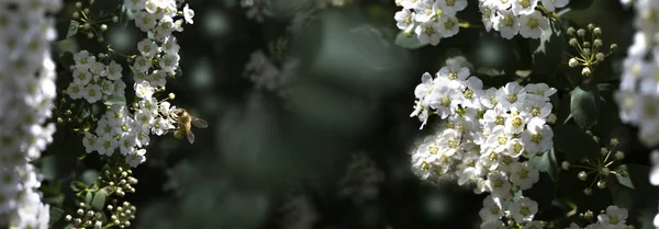 Kwitnąca tawuła lub Meadowsweet. Gałęzie z białymi kwiatami. C — Zdjęcie stockowe