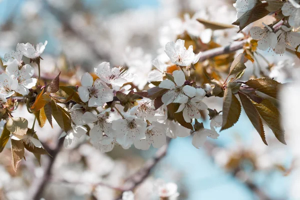 Closeup beautiful cherry blossom or Sakura flower on nature back — Stock Photo, Image
