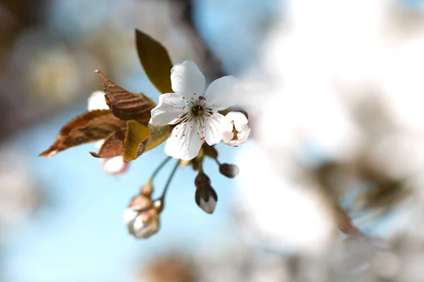 Closeup beautiful cherry blossom or Sakura flower on nature back — Stock Photo, Image